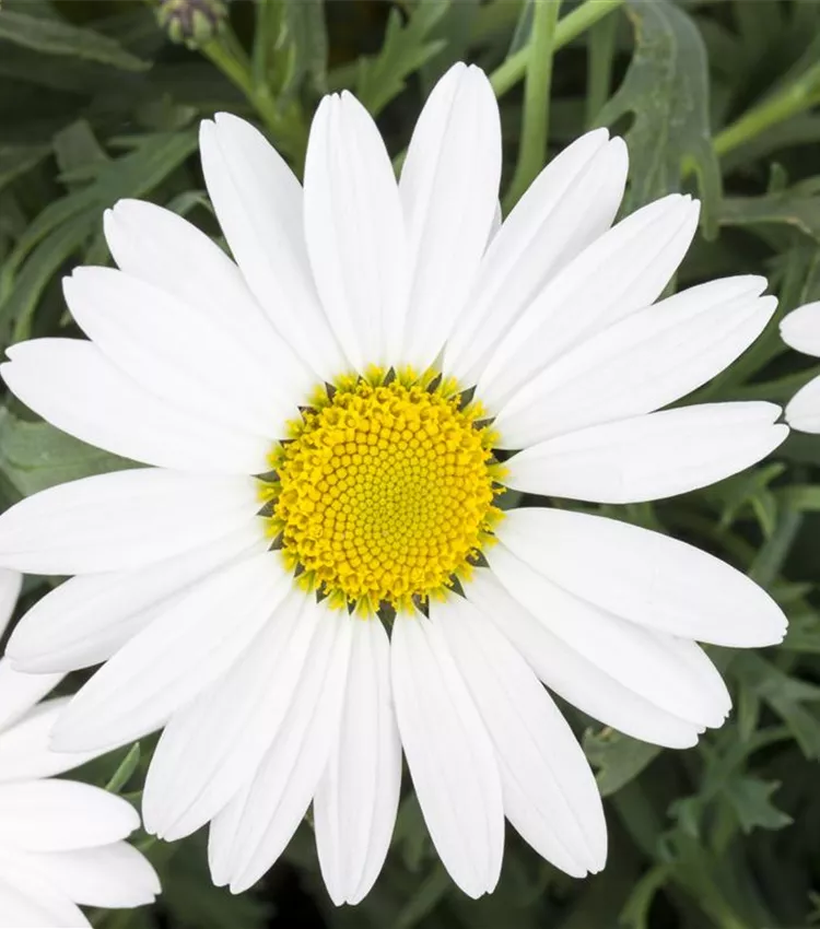 Chrysanthème frutescent 'Everest'