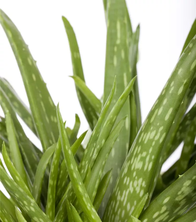 Aloe 