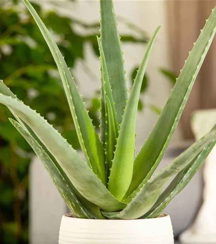 Aloe 