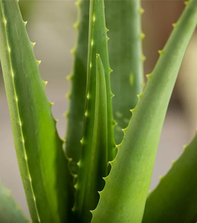 Aloe 