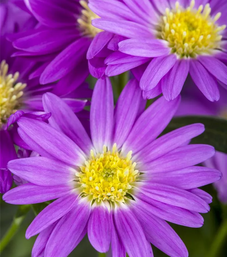 Aster d'automne