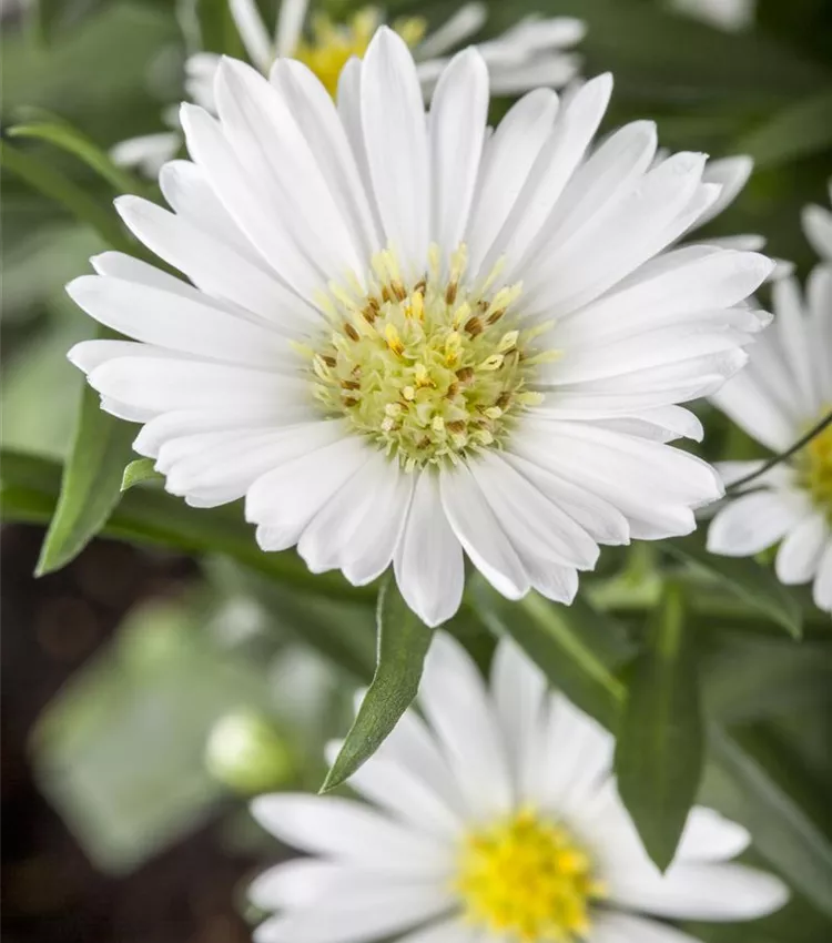 Aster d'automne
