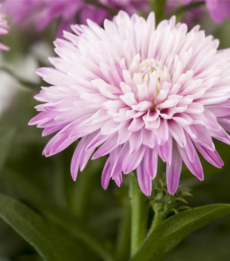 Aster d'automne