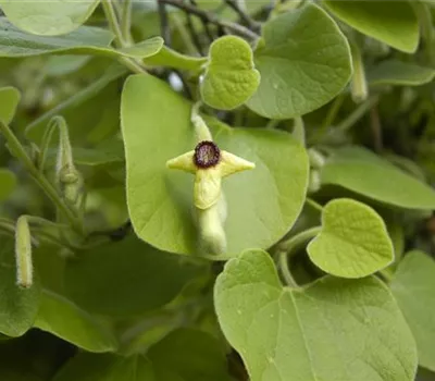 Aristolochia tomentosa