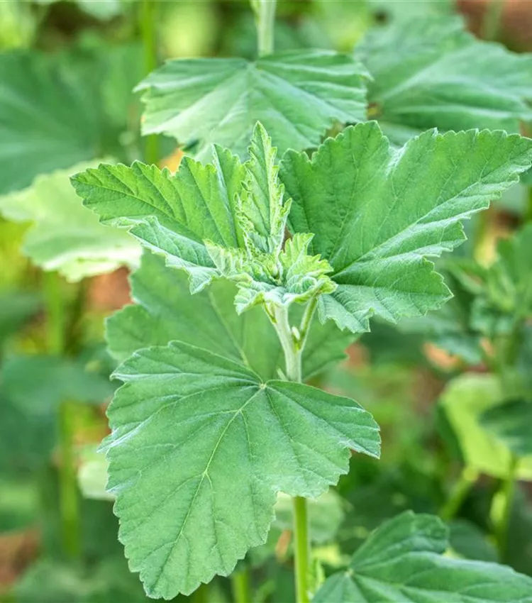 Guimauve