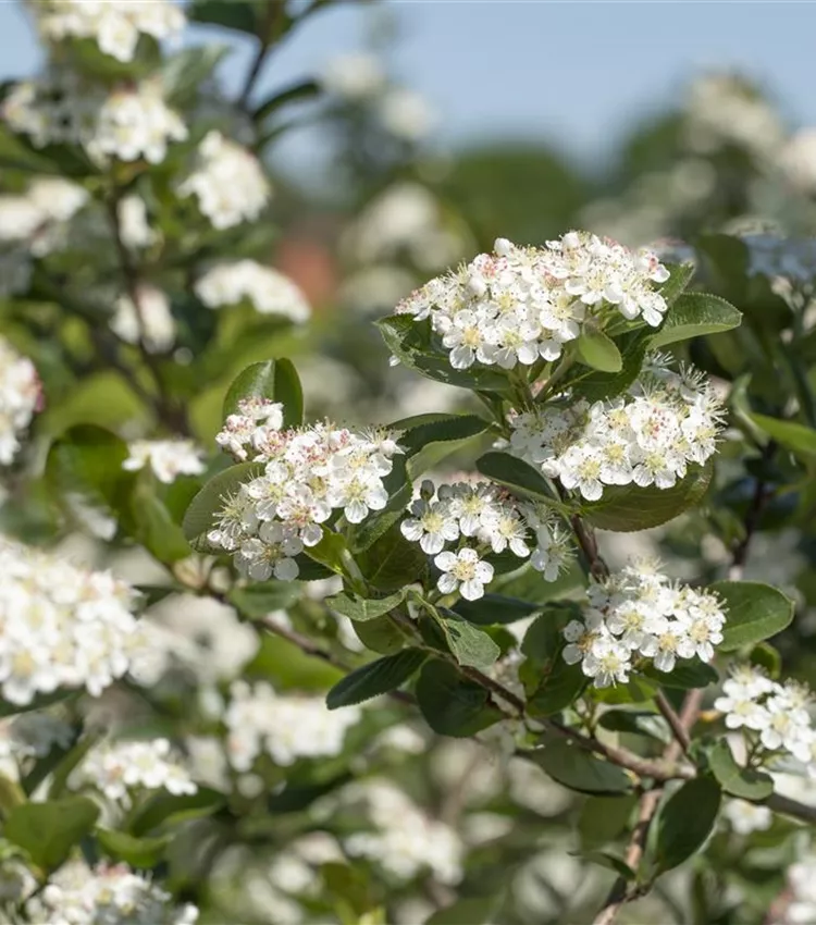 Aronie pourpre 'Viking'