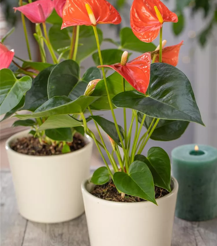 Anthurium x andreanum 'Atlas', Anthurium | RICOTER Erdaufbereitung AG