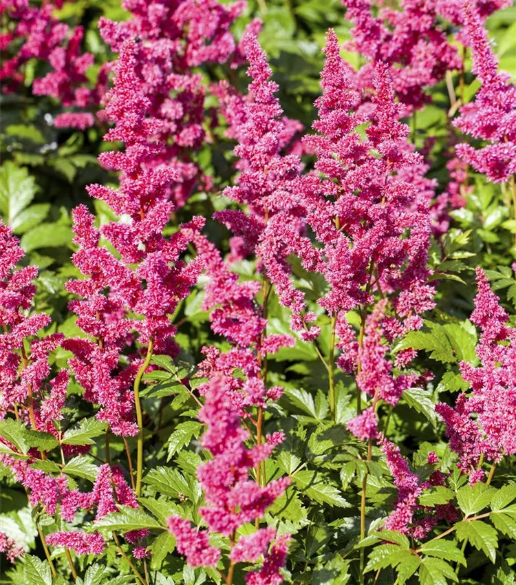 Astilbe 'Mainz'