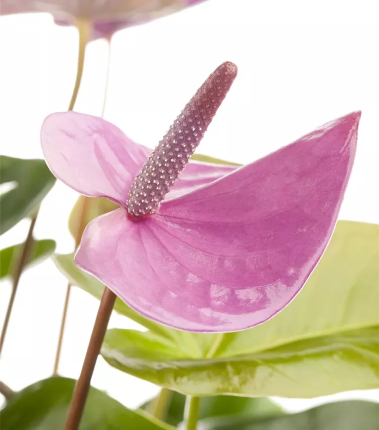 bogenhanf 100cm Bogenhanf Sansevieria - Sansevieria futura superba