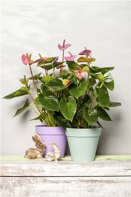 aglaonema beauty care Aglaonema Red Beauty  Bloomspace
