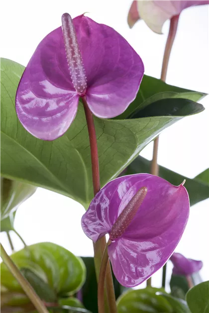 Anthurium x andreanum 'Cavalli', Anthure Flamant rose 'Cavalli' | RICOTER  Erdaufbereitung AG
