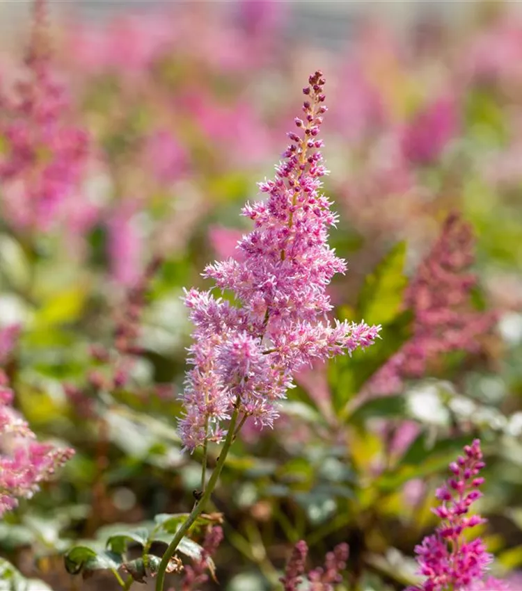Astilbe 'Mainz'
