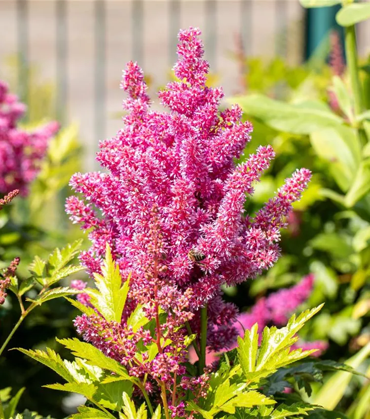 Astilbe 'Mainz'