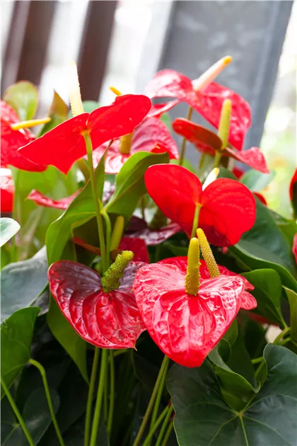 Anthurium x andreanum 'Dakota', Flamingoblume 'Dakota' | RICOTER  Erdaufbereitung AG