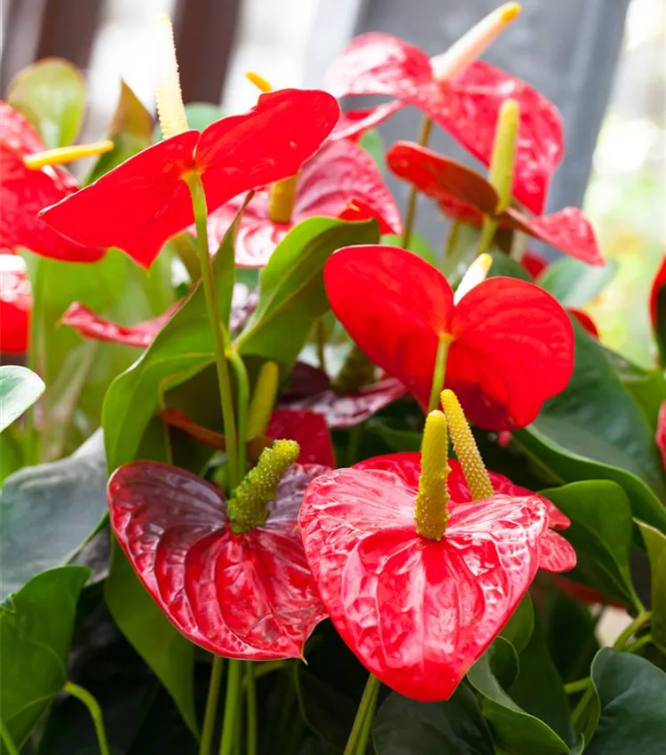 Anthurium x andreanum 'Dakota', Flamingoblume 'Dakota' | RICOTER  Erdaufbereitung AG