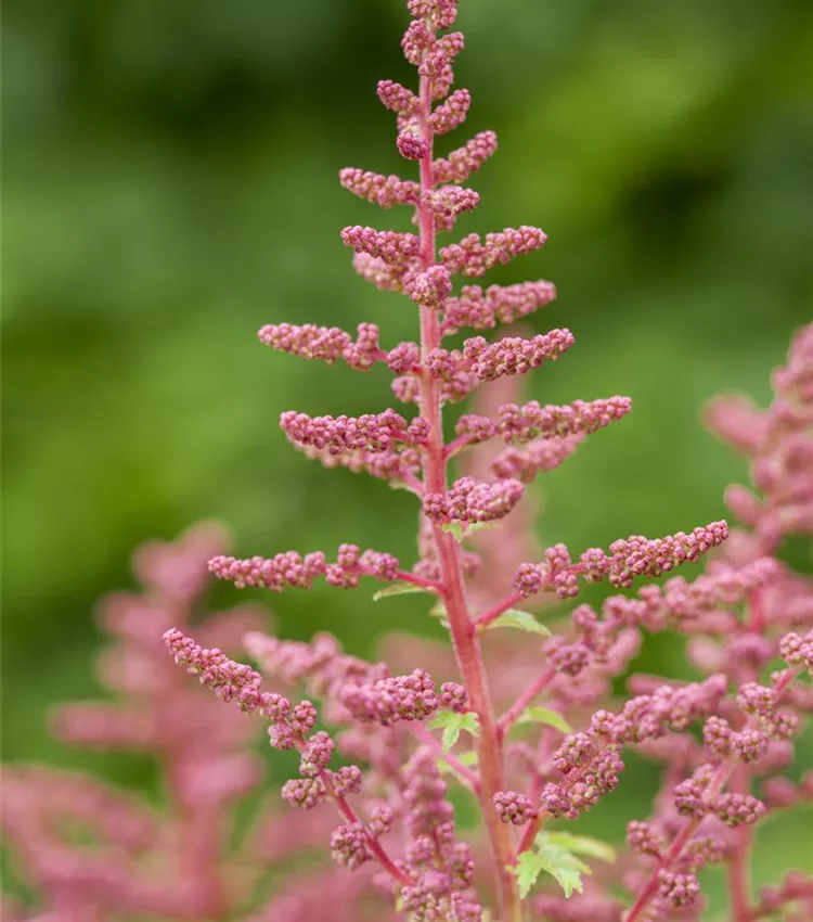 Astilbe 'Younique Carmine'
