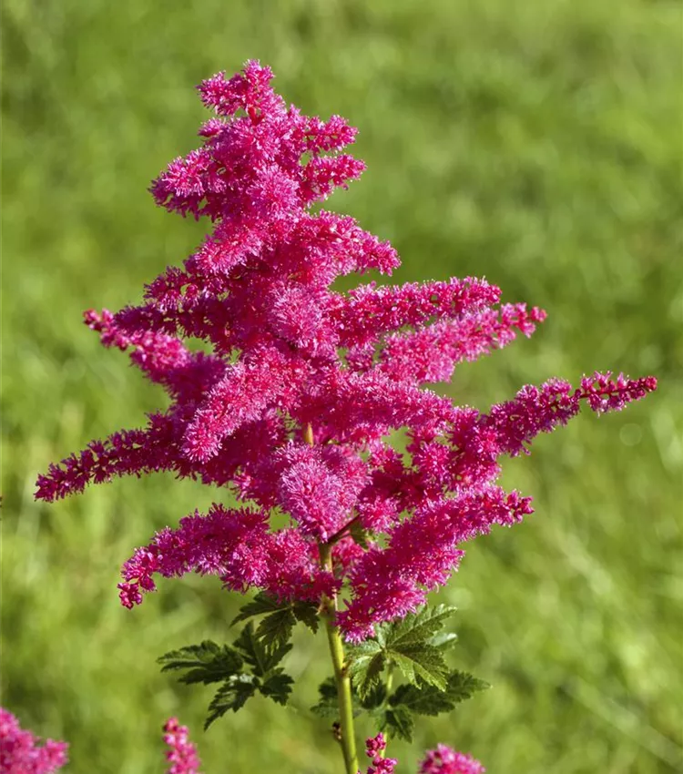 Astilbe 'Younique Carmine'