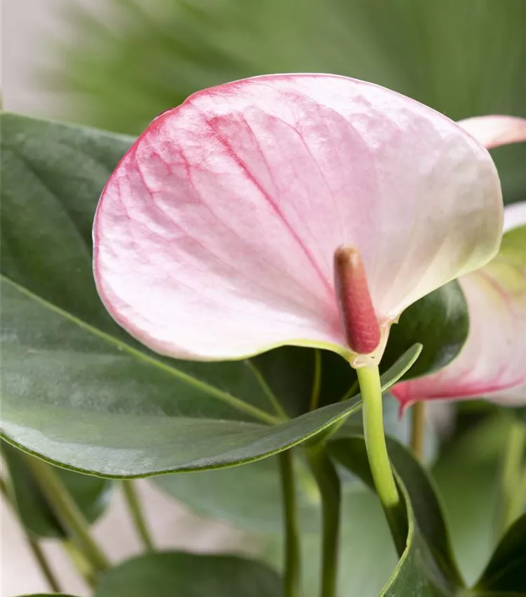 Flamingoblume 'Hot Lips'