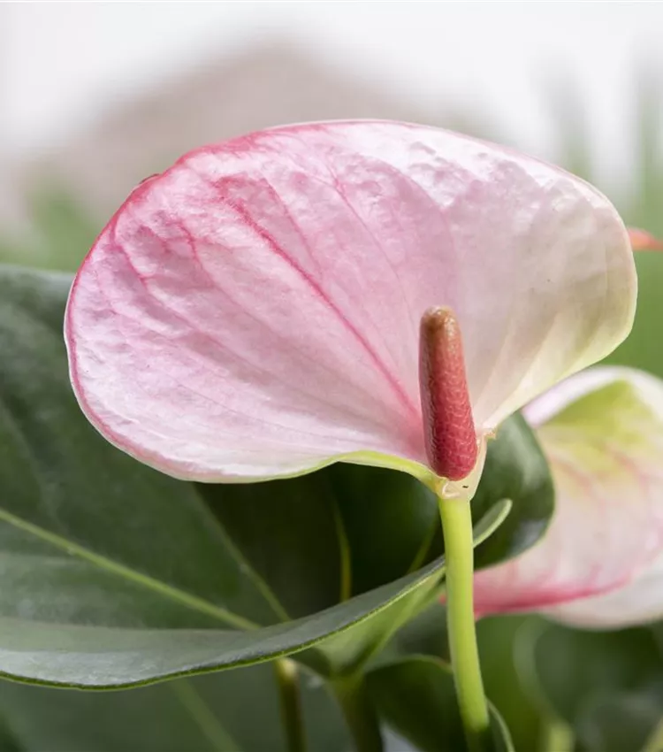 Flamingoblume 'Hot Lips'