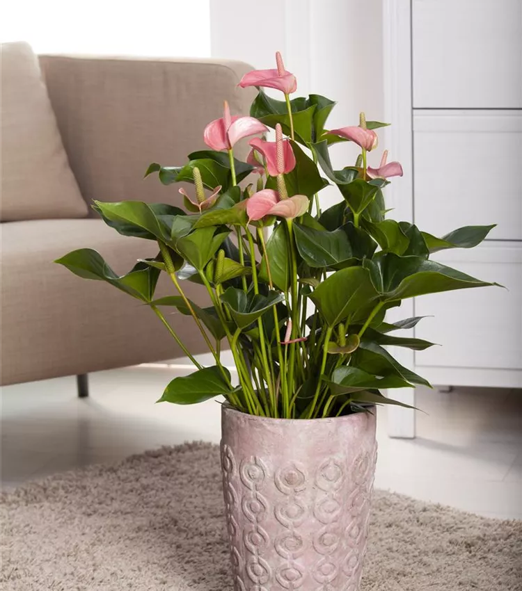 Flamingoblume 'Hot Lips'