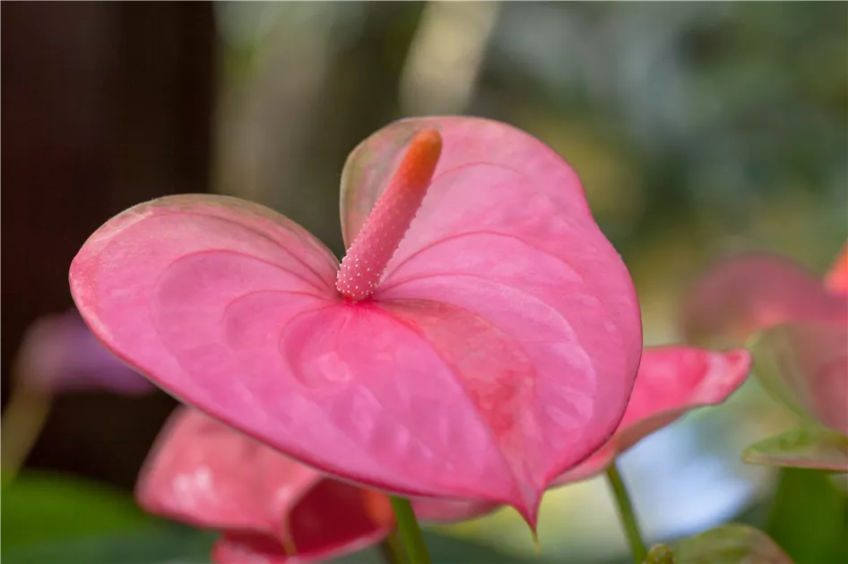 Anthurium x andreanum 'Pandola', Flamingoblume 'Pandola' | RICOTER  Erdaufbereitung AG