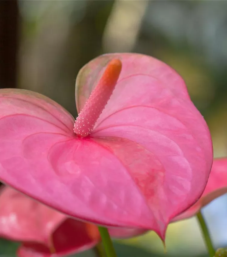 Anthurium x andreanum 'Pandola', Flamingoblume 'Pandola' | RICOTER  Erdaufbereitung AG