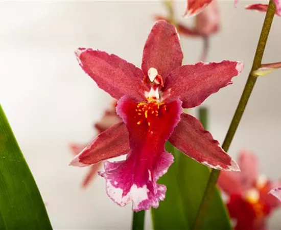 Burrageara 'Anthura Lazio'