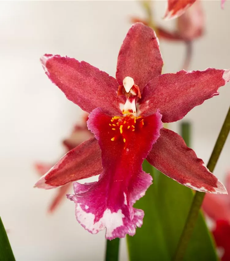 Orchidee 'Anthura Lazio'