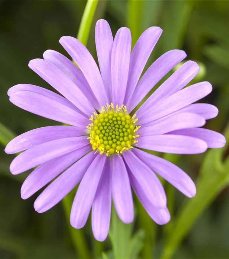 Blaues Gänseblümchen