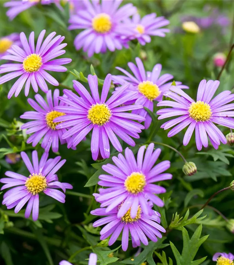 Blaues Gänseblümchen
