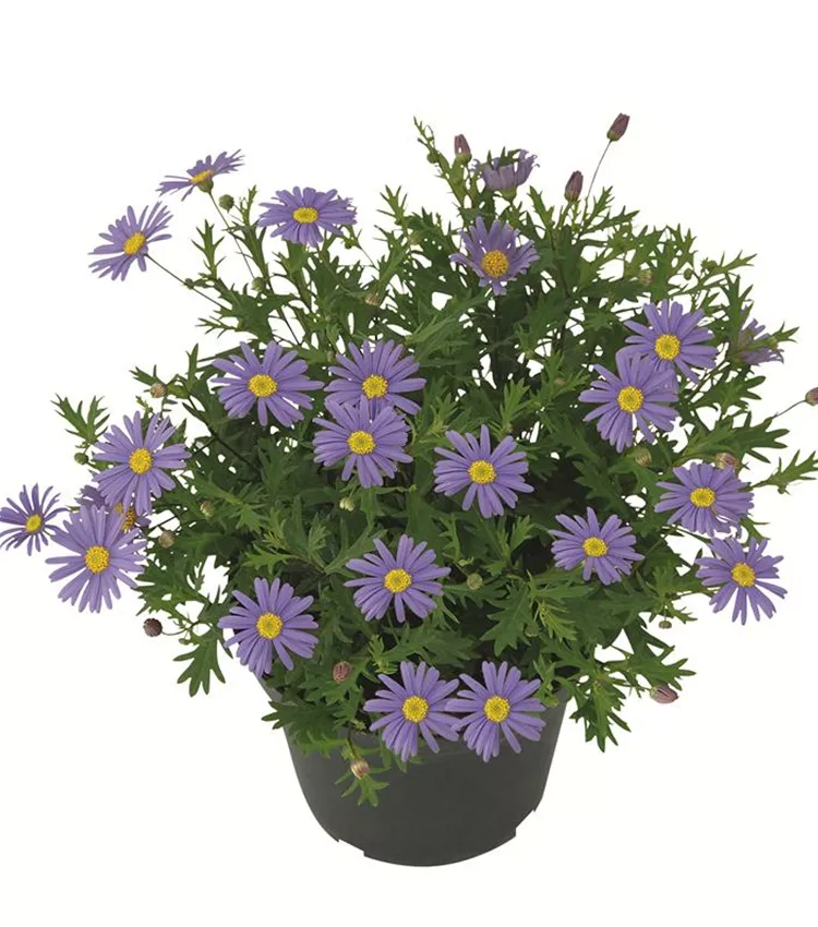 Blaues Gänseblümchen