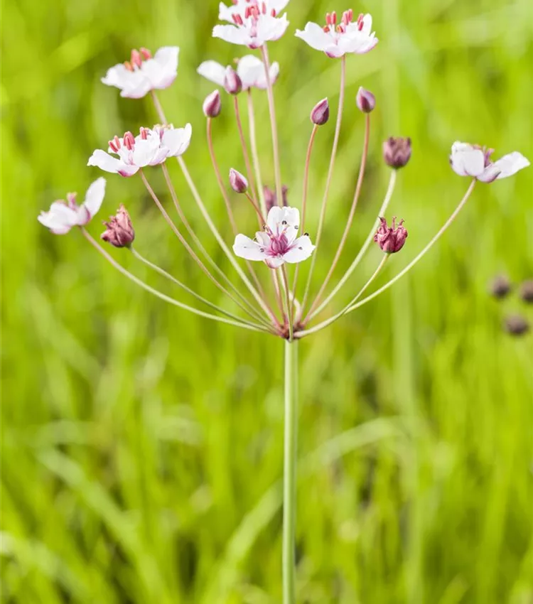 Schwanenblume