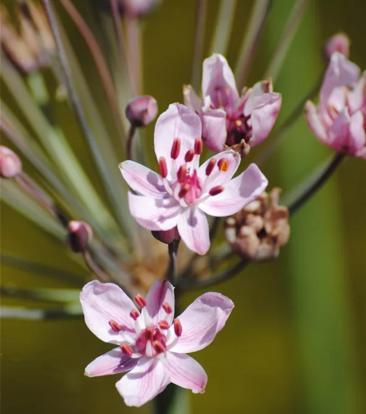Schwanenblume