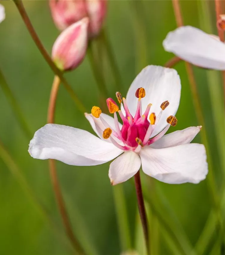 Schwanenblume