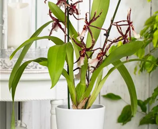 Brassia 'Shelob Tolkien'