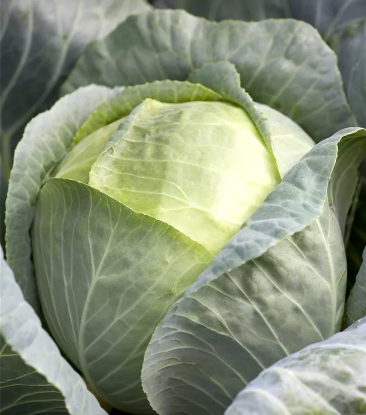 Gemüsekohl
