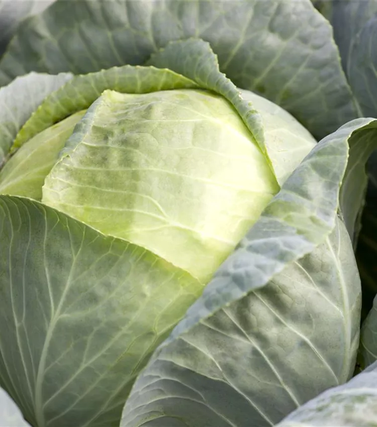 Gemüsekohl