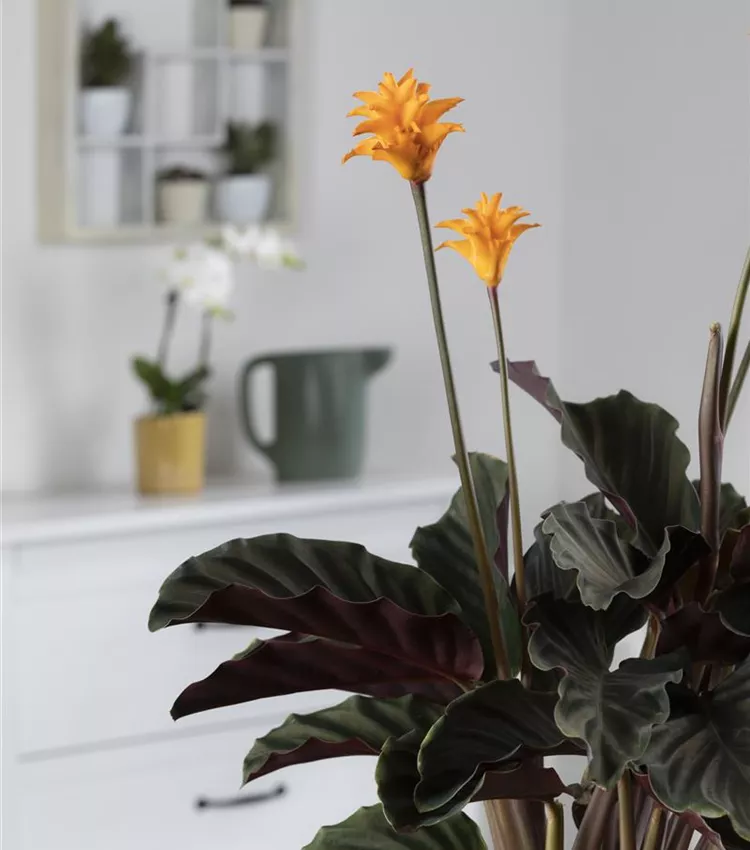 Calathea crocata 'Tassmania', Korbmarante 'Tassmania' | RICOTER  Erdaufbereitung AG