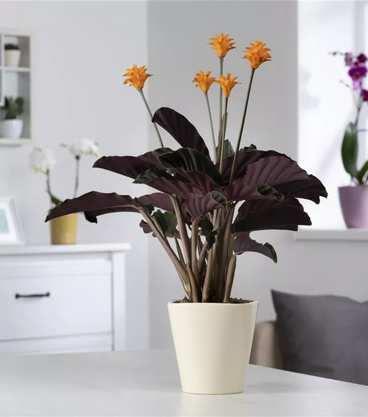 efeutute marble queen kaufen Efeutute Marble Queen 2for1 – vielgrün main image 0
