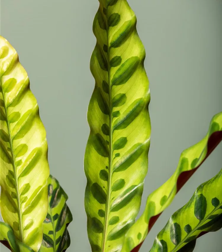 Calathea lancifolia, Korbmarante | RICOTER Erdaufbereitung AG