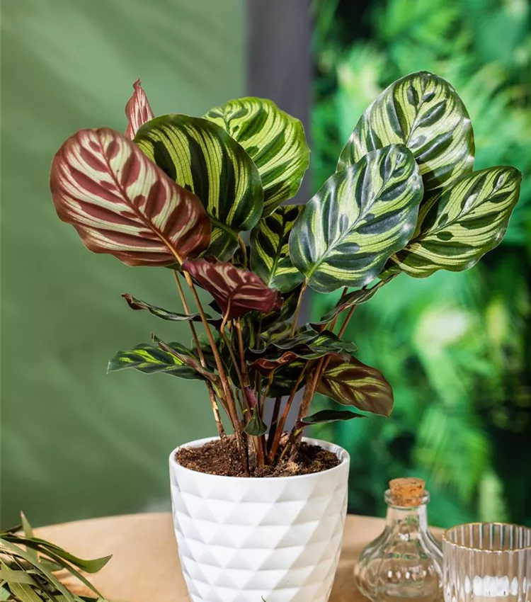 calathea surprise star vs dottie Calathea Dottie Colorful Foliage Plants - Air purifying Houseplant for The  Home