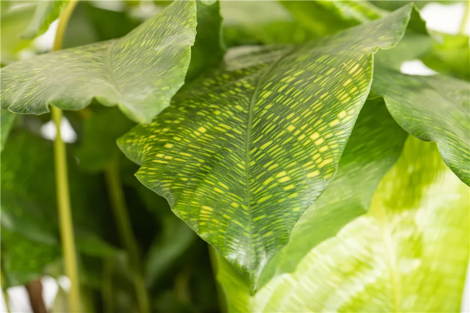 Calathea musaica 'Network', Korbmarante 'Network' | RICOTER Erdaufbereitung  AG