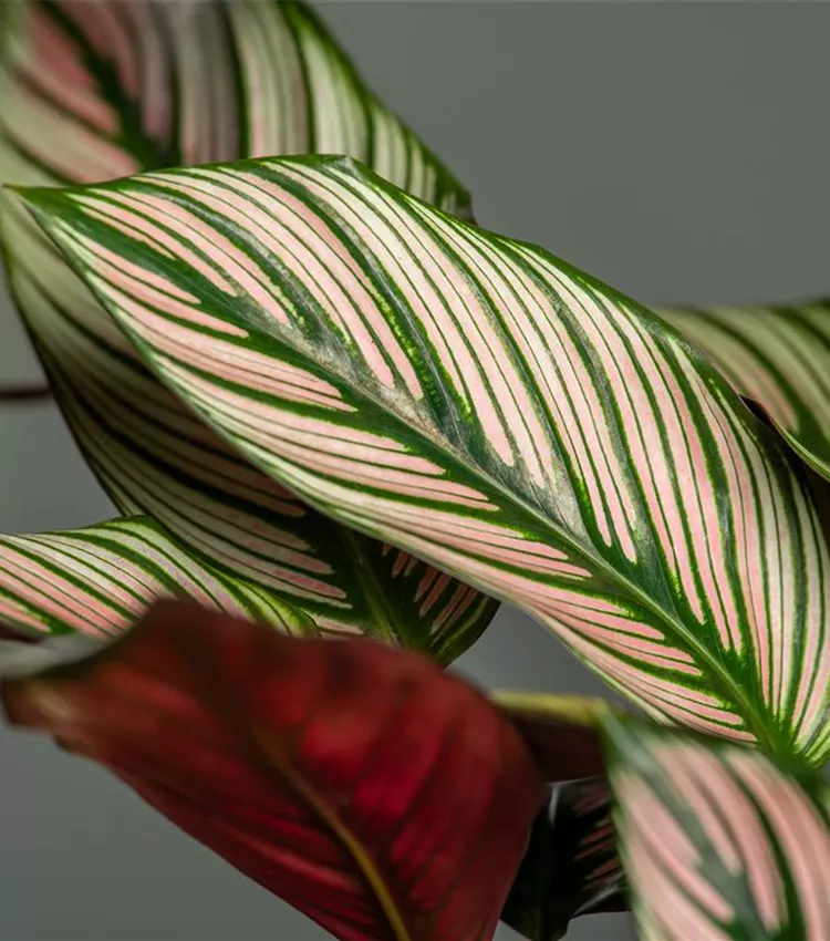 Calathea ornata, Korbmarante | RICOTER Erdaufbereitung AG