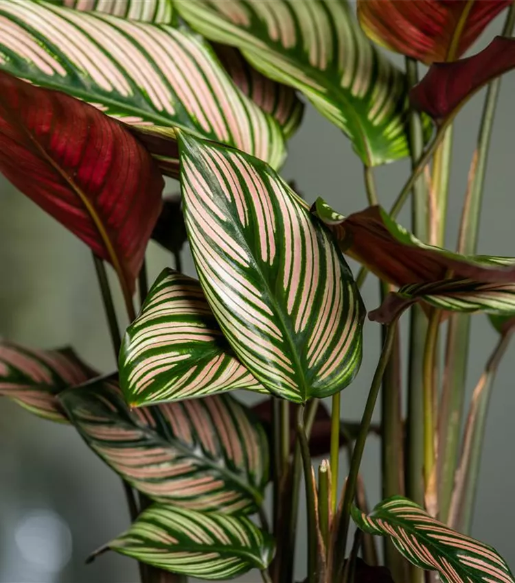 red dracaena marginata DRACAENA MARGINATA STAGGERED 'RED PRINCESS' 12" Grower Pot (5.5 ft tal   Dynasty Plants
