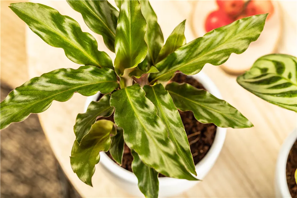 dracaena monstera Buy Dracaena Marginata Plants Online