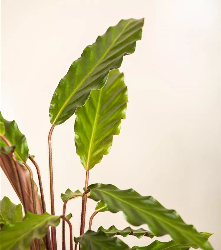 Calathea rufibarba, Korbmarante | RICOTER Erdaufbereitung AG