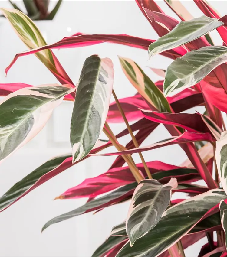 Calathea 'Triostar', Korbmarante 'Triostar' | RICOTER Erdaufbereitung AG