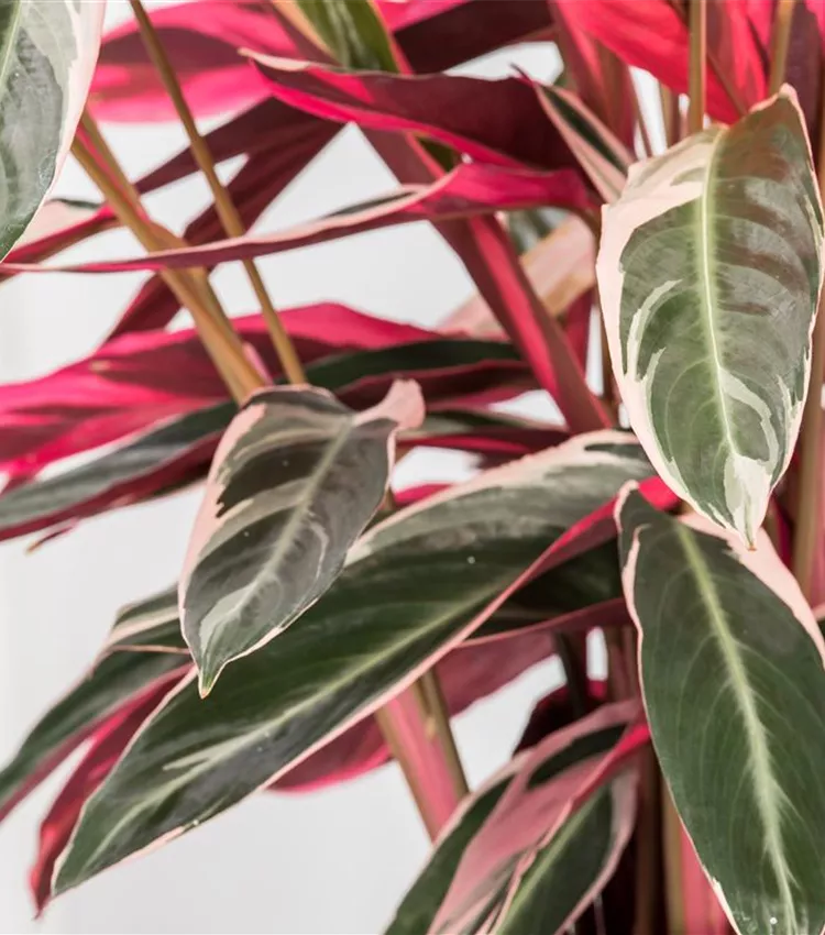 Calathea 'Triostar', Korbmarante 'Triostar' | RICOTER Erdaufbereitung AG