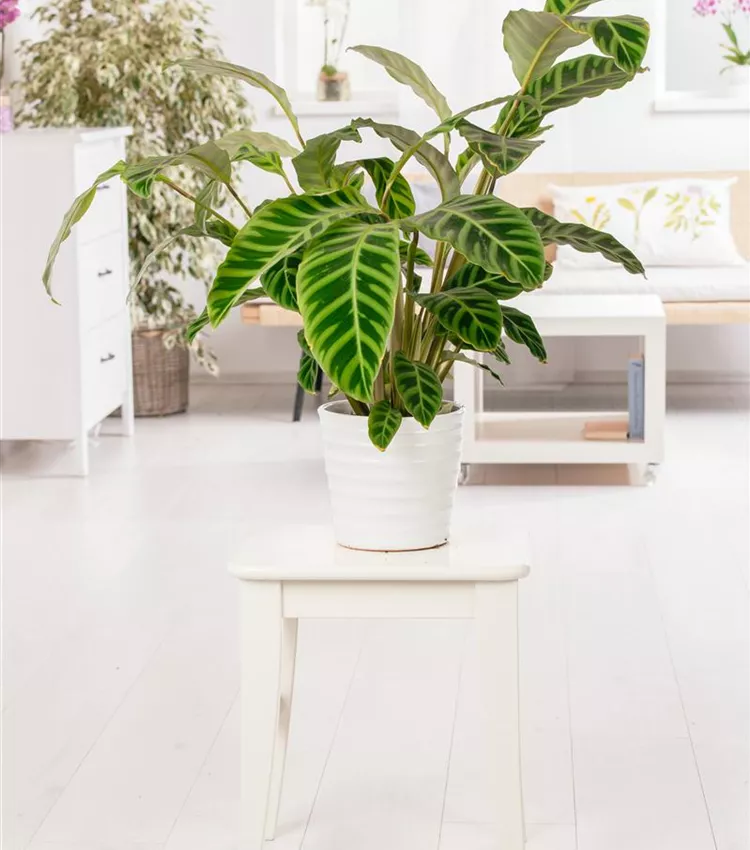Calathea zebrina, Korbmarante | RICOTER Erdaufbereitung AG