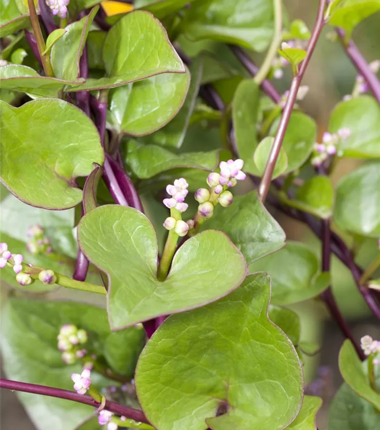 Épinard de Malabar Épinard de Malabar